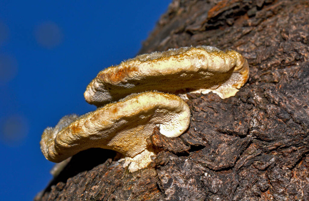 Tree fungus on a tree, Kharkiv, Ukraine - Valokuva, kuva