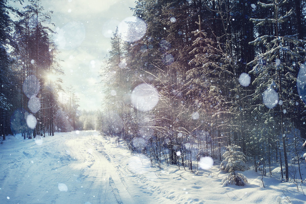 Magical winter forest - Фото, зображення