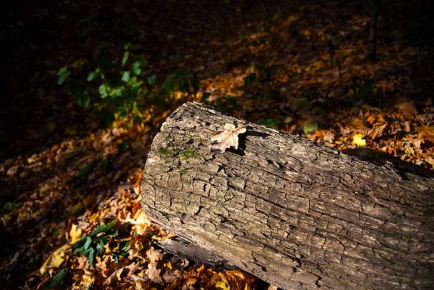 Дубовый лист на вырубленном дереве в Харьковском лесопарке - Фото, изображение