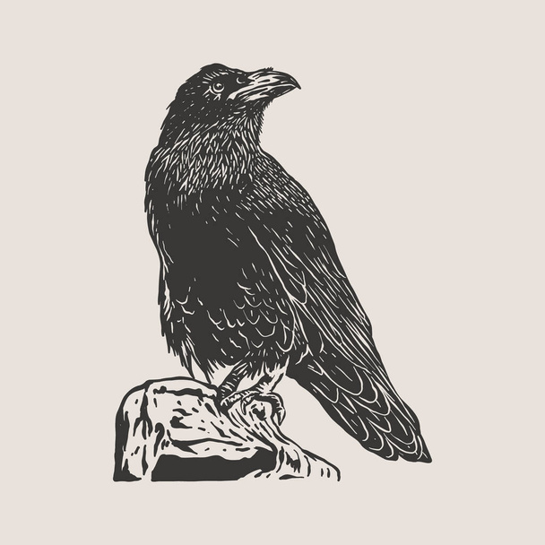 Black crow - Raven bird - vector illustration - Вектор,изображение