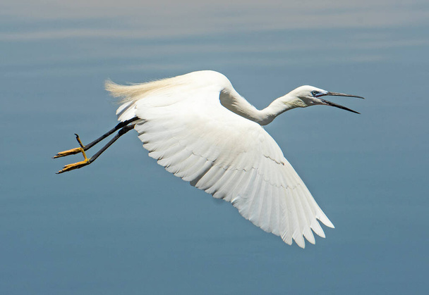 Great egret ardea alba in flight with wings spread over water of river with mouth open - Valokuva, kuva