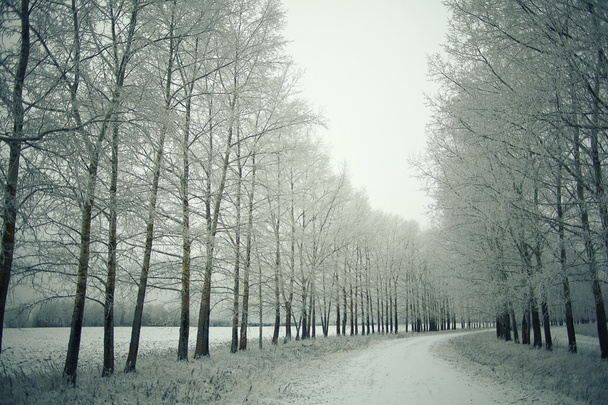 Winter landscape - Foto, Bild