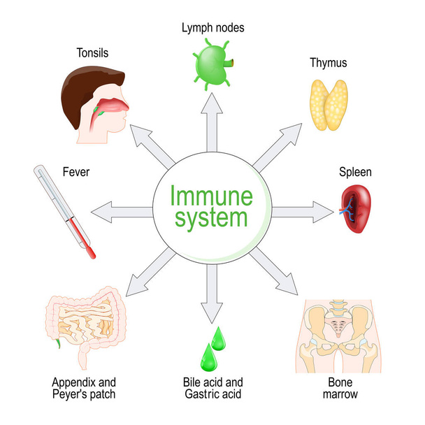 Immune system. Organs and function. vector diagram - Vector, afbeelding