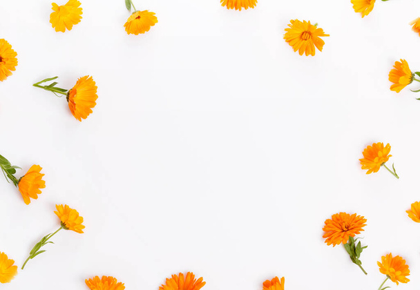 Calendula, frame from marigold flower on white background. Top view. Flat lay pattern, summer or autumn concept - 写真・画像