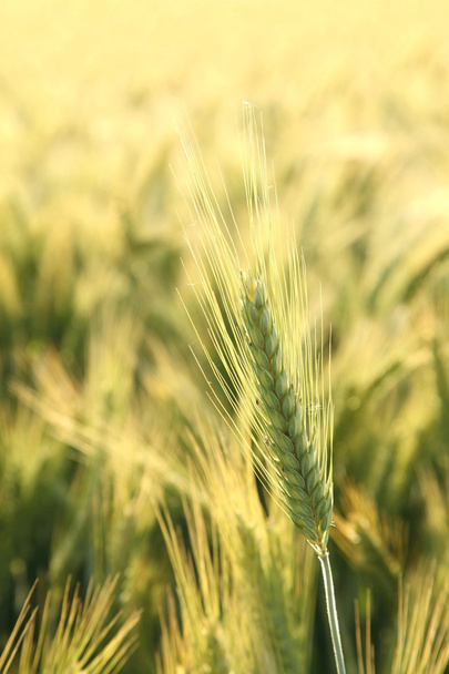 Ear of wheat - Photo, Image