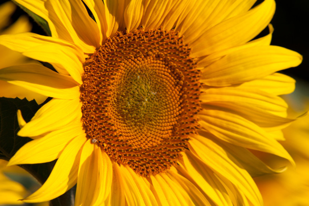 Sunflower and Sunrise - Photo, image