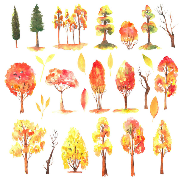 Set of watercolor autumn trees, fall forest clipart, isolated illustration on white background - Photo, Image