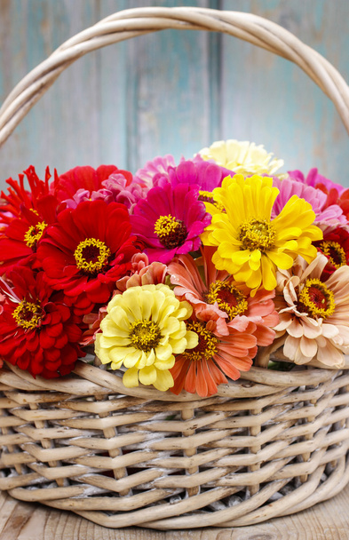 Bouquet of zinnia flowers in wicker basket. - 写真・画像