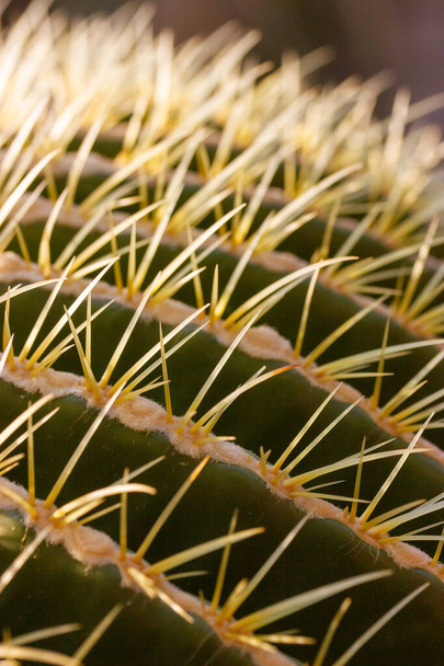 Golden Barrel Cactus abstract background texture close up. Echinocactus grusonii, Ferocactus plant with long dangerous spines. Found in deserts of Southwestern North America. Botanical garden plants. - Foto, Imagem