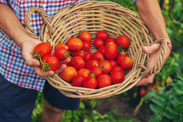 Male farmer harvests tomatoes in the garden. Selective focus. Food. - Foto, afbeelding