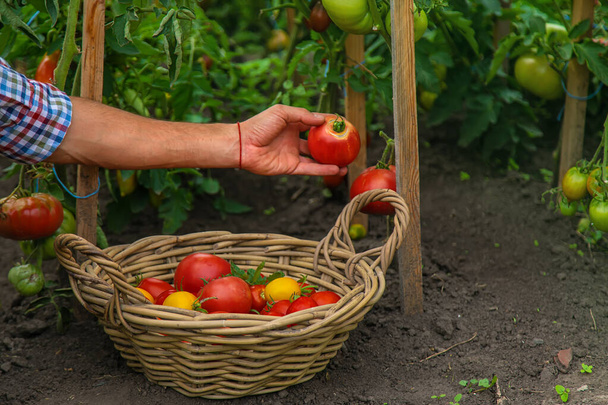 Male farmer harvests tomatoes in the garden. Selective focus. Food. - Foto, Imagem