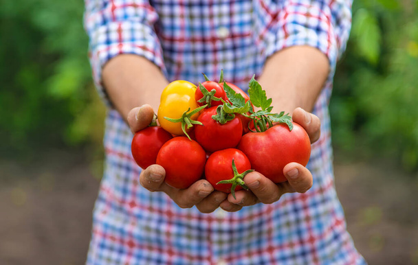 Male farmer harvests tomatoes in the garden. Selective focus. Food. - 写真・画像