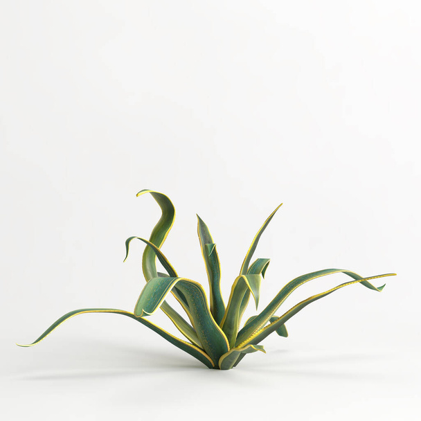 3d illustration of Agave americana tree isolated on white bachground - 写真・画像