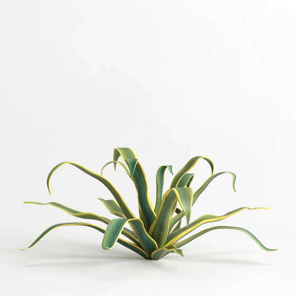 3d illustration of Agave americana tree isolated on white bachground - 写真・画像