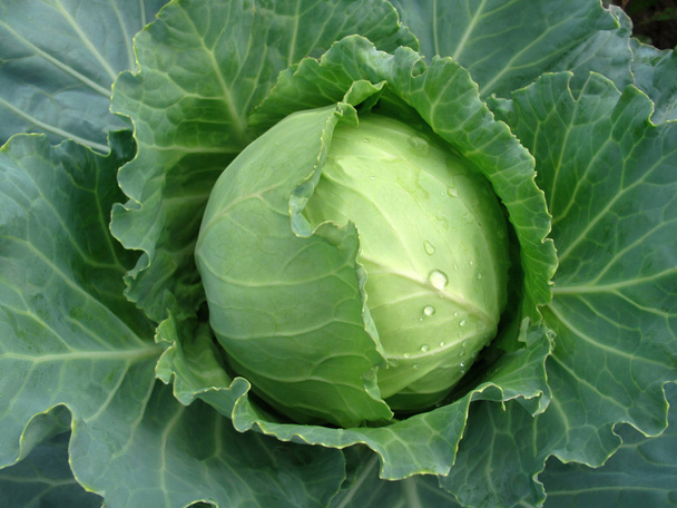 Head of cabbage - Photo, Image