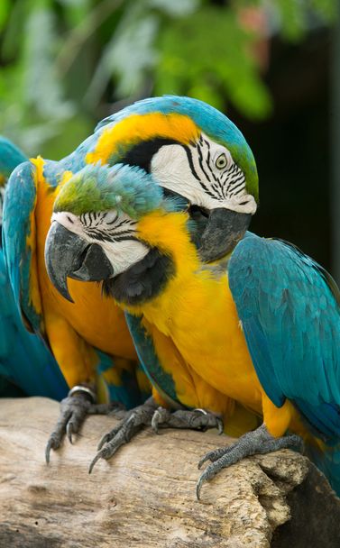 Macaws parrots - 写真・画像