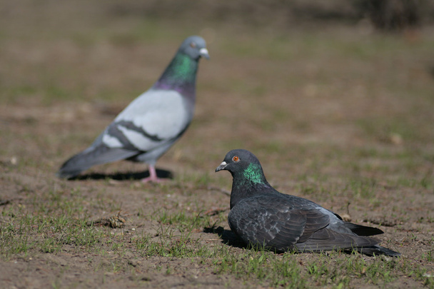 Dove in the city park . - Фото, изображение