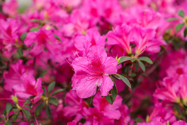Azalea flower in pink, with some spots on its leaves, in the background similar flowers and green leaves. In Brazil, the most common Azalea is the Rhododendron indicum species. - Foto, afbeelding
