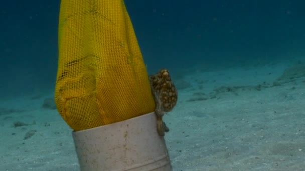 Tengerfenék polippal a Karib-tenger korallzátonyán, Curacao - Felvétel, videó