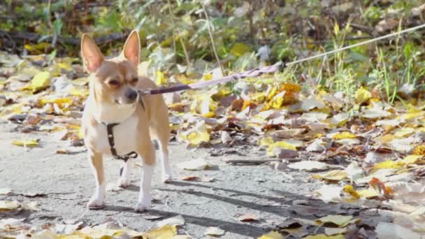 Chihuahua doggy - Video, Çekim