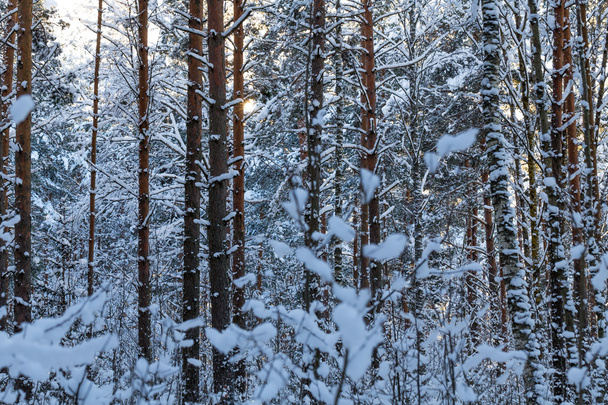 Winter forest - Foto, Imagen