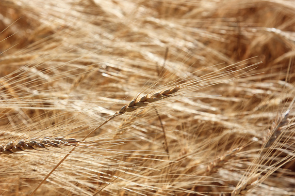 closeup of a yellow wheat  - Photo, Image