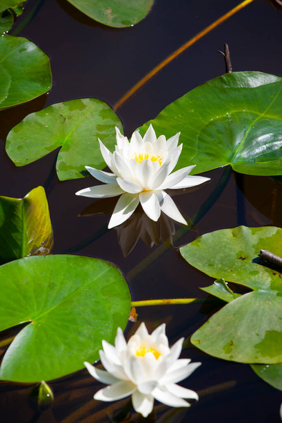 White lotus flowers in the lake - Foto, immagini