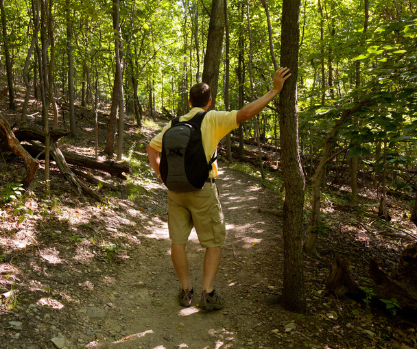 Hombre mayor senderismo en el bosque con mochila
 - Foto, imagen
