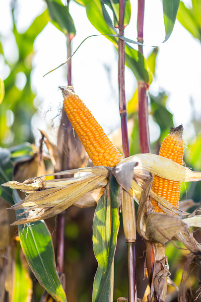 Corn - Fotografie, Obrázek