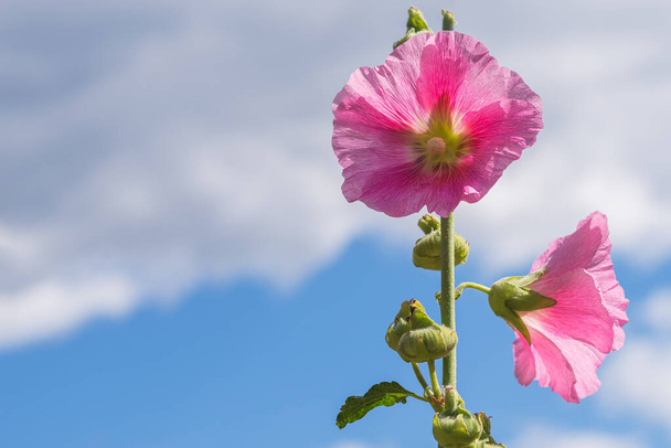 Hollyhock mallow in bloom with pale pink flowers and closed buds. A single Malva alcea stalk with blooming flowers and visible pollen in a garden isolated on the blue sky with copy space - Photo, Image