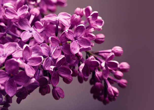 Lilac closeup - Photo, image