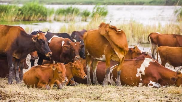 Group of cows resting near pond - Video