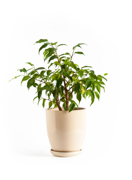Potted Ficus benjamina plant isolated on white background - Photo, Image