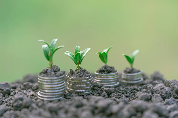 Růst peněz v půdě s koncepcí zelených listů a stromů, podnikání a zemědělství financování úspěchu. Zemědělské rostliny výsevu rostoucí krok koncept v zahradě - Fotografie, Obrázek