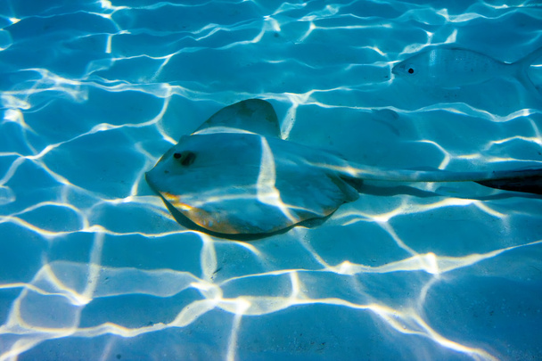 gitaarrog onder water ligt samenvoegen met een zanderige bodem - Foto, afbeelding