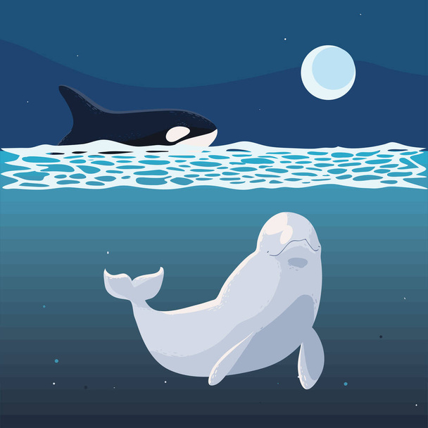 whales orca and beluga in the night - Vektor, obrázek