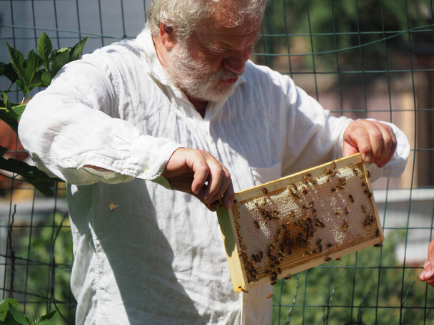 Пчеловод работает с пчелами и ульями на пасеке. Концепция пчеловодства. Пчеловод собирает мед на пасеке. - Фото, изображение