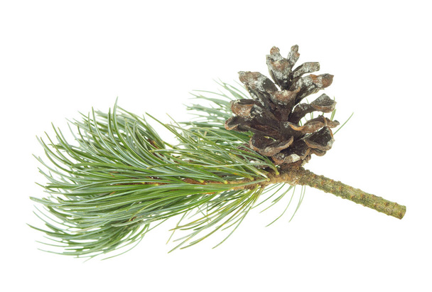  fir branch . New Years decor. Decor for the holiday. pine branches and cones . Christmas zero waste. Lush prickly pine branch with cones. Isolated without shadow. Healing plants. - Photo, Image