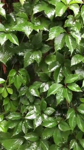 raindrops fly on the wet green leaves of wild grapes - Video, Çekim