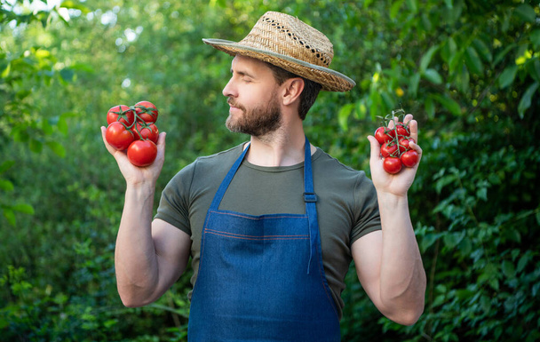 farmer villager in straw hat with tomato bunch. - Fotografie, Obrázek