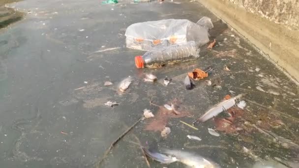 Large Environmental Pollution. Plastic Bottles, Bags, Trash In River Or Lake - Materiał filmowy, wideo