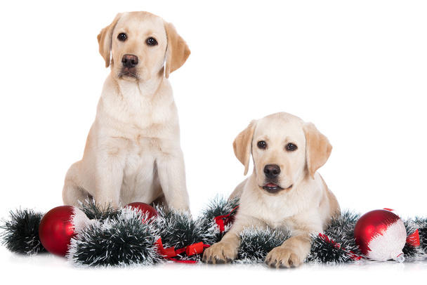 Two Yellow labrador puppies with christmas decoration - Fotoğraf, Görsel