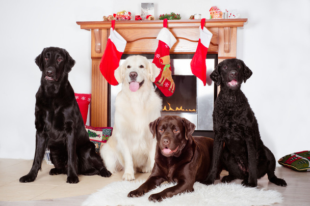 Four dogs by a christmas decorated fireplace - Φωτογραφία, εικόνα