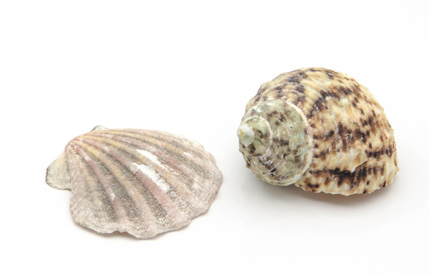 Tweekleppig schelpdiershell en zee schelp - Foto, afbeelding