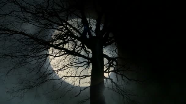 Full moon and trees - Footage, Video