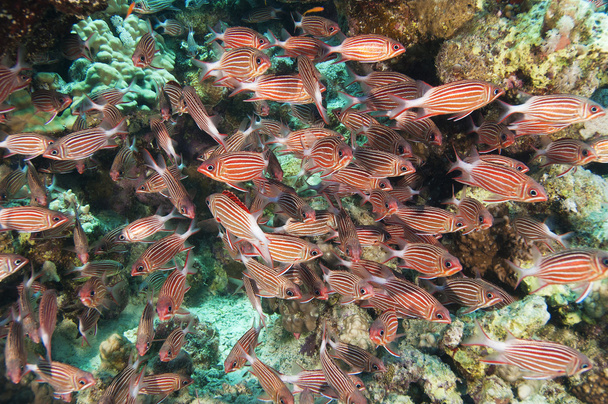 Schwarm von Kronenhörnchenfischen auf einem Korallenriff - Foto, Bild