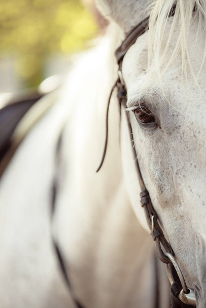 portrait of beautiful white horse outdoors  - Фото, изображение