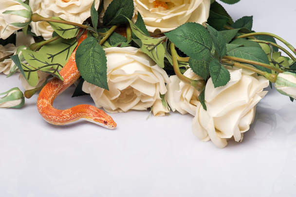 reptiles on white background - Fotoğraf, Görsel