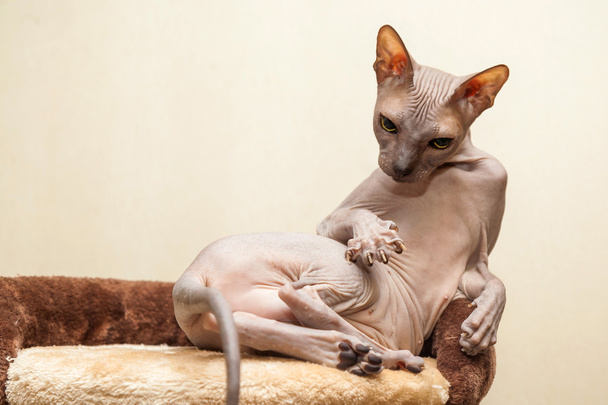 naked cat  - Foto, Bild