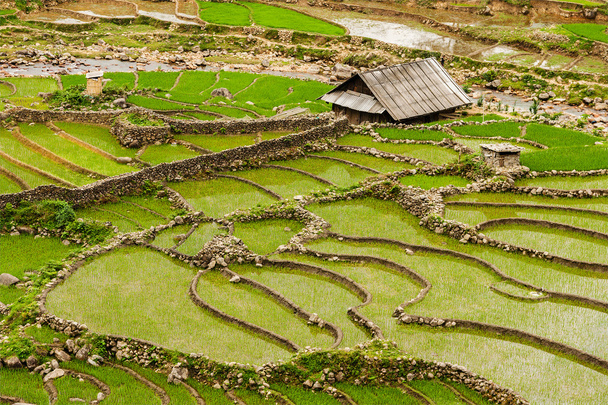Plantações de arroz. Vietname
 - Foto, Imagem